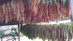 Semințe de tutun 5x1000 Tutun de fumat autentic 5 soiuri Virginia, Red Front, Orient Xanthi, Baden Geudertheimer Fresh. Recolta 2025