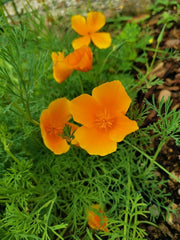 1000 de semințe de mac californian (Eschscholzia californica), pajiște cu flori sălbatice, pășune cu albine.