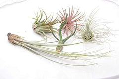 Tillandsia Luft Pflanzen Kollektion Innen Haus Pflanze Blume Für Geschenk Sonder Anlass - Caput Medusae