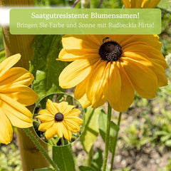 Semințe de Echinacea: Semințe de Echinacea galbene premium pentru aproximativ 20 de plante de Echinacea cu înflorire – Semințe de Rudbeckia – Rudbeckia rezistentă – Plante perene de Echinacea – Plante perene rezistente de la OwnGrown