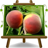 Pfirsiche Mit Gelbem Fleisch Fayette - Obstpflanze Alte Frucht Auf Blumentopf 26 Innestata Su Portainnesto - Baum Max 120 Cm - 4 Jahre Anbau Italien