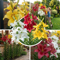 Colecția de bulbi de crini gigantici (15 bulbi de flori), 5 soiuri parfumate, 5 din fiecare culoare, amestec peren rezistent din Olanda pentru grădină (bulbi mari, fără semințe)