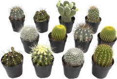 Sortierte Kaktus-Kollektion, 6,3 Cm, 12 Stück