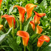 Bulbi de cale, plantă perenă rezistentă - Zantedeschia Orange Passion (Portocaliu) - 5 bulbi de flori mari - Plante adevărate din Olanda - pentru grădină și ghiveci (nu semințe, nu artificiale)