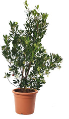 KENTIS - Căpșun (Arbutus unedo) – Plante rezistente pentru grădină – Veșnic verde, plantă adevărată – Înălțime 80-100 cm, ghiveci Ø 24 cm