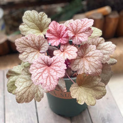 Heuchera Heilkräuter Nachhaltige Geschenke Purpurglöckchen Kaufen Deko Wohnzimmer Frühlingsblumen Immergrüne Sträucher Hecken Wildkräuter Luftreinigende Zimmerpflanzen 350Samen