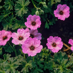 Colecția Super Perenă de Geranium (10 plante/rădăcini) Amestec rezistent de 5 soiuri, hibrizi pereni mari din Olanda, pentru grădină, straturi de flori (nu semințe, nu bulbi artificiali)