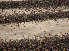 CAFES GUILIS DESDE 1928 AMANTES DEL CAFE Kaffee Natural Gold Bohne West Polish 1 kg