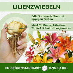 Bulbi de crini pereni rezistenți - Mix de lotus oriental - 10 bulbi - Bulbi de flori exclusivi din Olanda - Pentru grădină și ghiveci (Bulbi mari, fără semințe, nu artificiali)