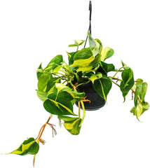 Exotenherz Philodendron Scandens Brasil - Kletternder Baumfreund - Zweifarbig - 15Cm Ampeltopf - Hängend