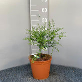 SAVINI VIVAI Zitronenpflanze, Gelber Kaviar, Zitrusbaum, Fingerlimette, Zitronensetzling Im Topf, 20 Cm, Höhe 50–70 Cm, 2 Jahre Veredelung, Hergestellt in Italien