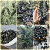 Schwarz Goji Beeren, Garten Geschenk, Pflanzensamen Wolfsbeere, Lycium Ruthenicum, Bodendecker Gartenkräuter Goji Beeren Winterhart Garten 250Samen