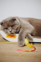 JosiCat Pui în Sos (12 x 415 g) | Adult | Hrană umedă premium pentru pisici adulte | Pui în sos | Vitamina D3 și E | Powered by JOSERA | Hrană umedă pentru pisici | Hrană completă | Pachet de 12