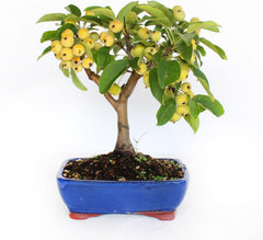 KENTIS - Bonsai Malus Evereste - Echter Apfelbaum Bonsai – Echte Dekorative Pflanzen Für Den Außenbereich – Hoch 25–35 Cm Keramiktopf Ø 21 Cm