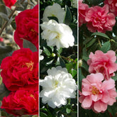 Set de 3 plante Camellia Gardeners Dream (roșu, alb și roz) - Arbuști cu flori veșnic verzi, rezistenți - Plante rezistente pentru grădină - Plante rezistente pentru balcon - Plante rezistente pentru ghiveci