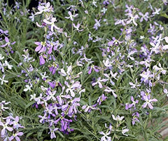 Semințe de flori de seară