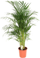 Trendyplants - Areca Palme - Goldpalme - Zimmerpflanze - Höhe 150-170 Cm - Topfgröße Ø24Cm
