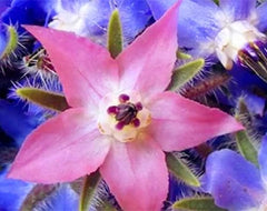 Semințe 20 bucăți Semințe de flori exotice Borago Officinalis Grădină de flori de exterior Frumoasă și strălucitoare (Liu Li Ju): 13