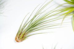 Packung Luftpflanzen - Tillandsia Ionantha, T. Butzii, T. Juncea - Natürliche Blütenpflanzen - Außen Und Innen (3 Stück)