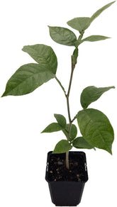 1 Eiscremebohne | Aus Samen Gezogen Im 9Cm Topf | Inga Edulis | Selten in Der EU | Südamerika | Affenschwanz-Inga | Joaquiniquil | Cuaniquil | Guama | Guaba | Zimmerpflanze