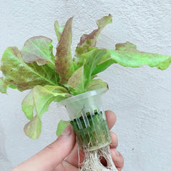 Kit de creștere hidroponică, sistem de creștere hidroponică din PVC, 2 straturi, 72 de găuri, sistem hidroponic, kit de creștere, sisteme de creștere a plantelor fără sol, sistem de cultură hidroponică fără sol în apă