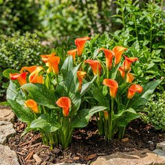 Bulbi de cale, plantă perenă rezistentă - Zantedeschia Orange Passion (Portocaliu) - 5 bulbi de flori mari - Plante adevărate din Olanda - pentru grădină și ghiveci (nu semințe, nu artificiale)