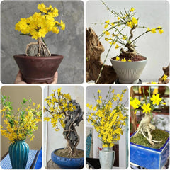 Winterjasmin Schnell Wachsende Sträucher Jasminum Nudiflorum Blumenbeet Sträucher Winterhart Blühend Bio Kletterpflanzen Frühlingsblume Gartendeko Für Draußen Balkonpflanzen 100Samen
