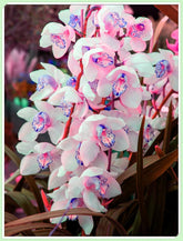 Amestec de bulbi de flori, Bec magic misterios, Plantare rezistentă, Bulb de flori perene rezistent la iarnă, Bulbi rezistenți - 3 bulbi de orhidee