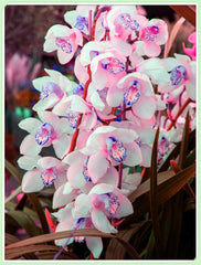 Amestec de bulbi de flori, Bec magic misterios, Plantare rezistentă, Bulb de flori perene rezistent la iarnă, Bulbi rezistenți - 3 bulbi de orhidee