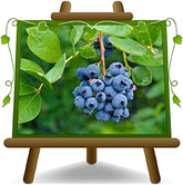 Schwarze Blaubeeren Riesige Amerikanisch Vielfalt Elliot - Obstpflanze Antik Auf Blumentopf 20 - Baum Max 50-100 Cm – 2 Jahre Anbau Italien