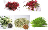 500 G BIO Keimsprossen Mischung -Vitamin Cocktail MIX- Keimsaat 5 X 100 G Samen Für Die Sprossenanzucht Rote Rüben, Mangold, Sonnenblumen, Alfalfa, Weizen Sprossen Microgreen Mikrogrün