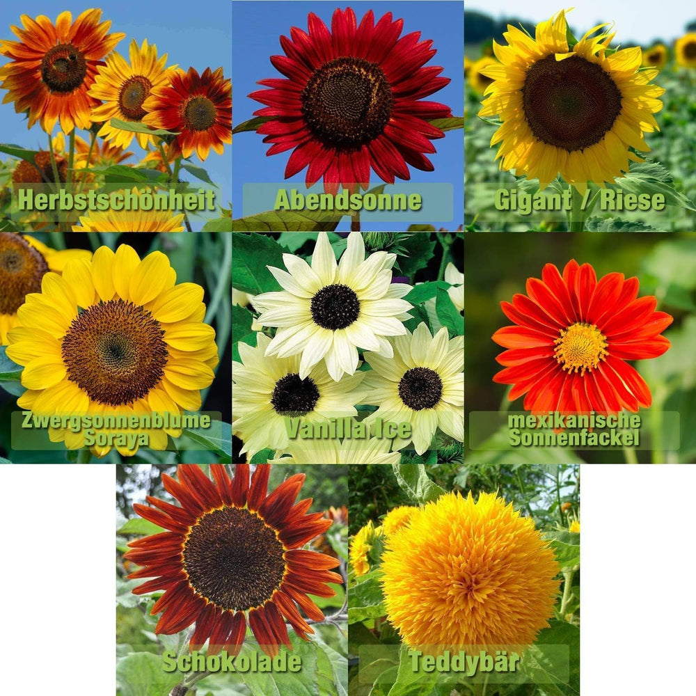 Sonnenblumen Samen Mix 8 Sorten Sonnenblumensamen Riesig bis klein | 10-12 Samen je Sorte | Riesensonnenblume Sommerwiese Schmetterlingsblumen Samen geliebt von Hummeln und Bienen