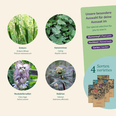 Semințe Magic Garden - Ierburi pentru pisici: Catnip, Valeriană, Salvie și Iarbă de pisică - Cutie cu semințe cu 4 plante pentru joacă, ciugulit și relaxare