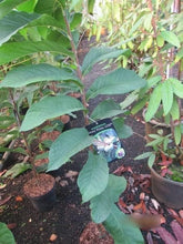 Asimina Triloba Prima 1216 - Paw Paw - Indianerbanane - Selbstfruchtend - 80-100Cm