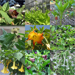 Plante legendare de mătrăgună - Set de semințe cu 5 plante magice