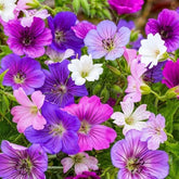 Colecția Super Perenă de Geranium (10 plante/rădăcini) Amestec rezistent de 5 soiuri, hibrizi pereni mari din Olanda, pentru grădină, straturi de flori (nu semințe, nu bulbi artificiali)