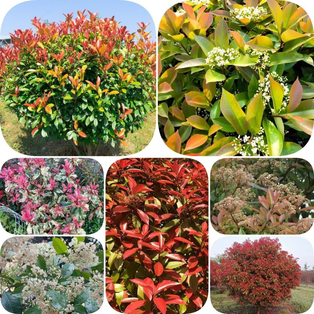 Glanzmispel Red Robin - Outdoor Schnell Wachsende Sträucher Exotische Balkonpflanzen Bodendecker Blühende Sträucher Winterhart Bio Gartendeko Für Draußen Geschenke Für Gärtner 600Samen