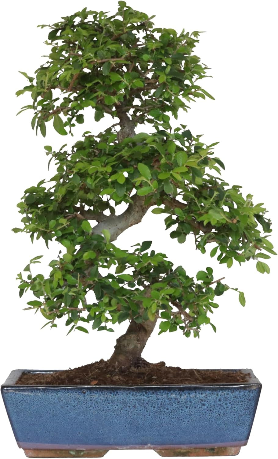 KENTIS - Zelkova Bonsai Baum Echt - Zelkoven Gartenbonsai Und Zimmerbonsai - H 45/55 Cm Topf 27,5 Cm