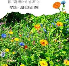 Semințe de gălbenele (Calendula officinalis) - Plantă medicinală versatilă cu flori comestibile și ideală pentru o pajiște cu flori colorate (Abendrot)