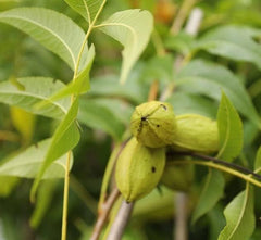 Pekannuss Kiowa Uralte Frucht Obstbäume Höhe: 180 Cm Alter: 4 Jahre Vase: Durchmesser 25×28 Cm
