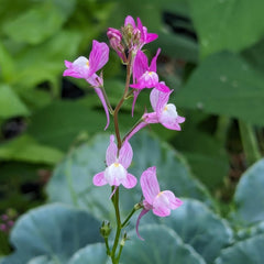 Lină marocană (Linaria maroccana) aprox. 2000 de semințe ale florii anuale de vară, floare tăiată cu înflorire îndelungată