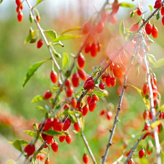 Goji Beeren, Bodendecker Gartenkräuter Wolfsbeeren, Lycium Chinense, Nachhaltige Geschenke Geschenke Für Gärtner Exotische Seltene Bio 100Samen