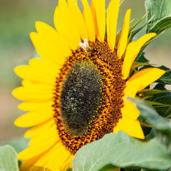 Semințe de floarea-soarelui Discus galben (Helianthus annuus): Semințe de floarea-soarelui premium, semințe de floarea-soarelui pentru cultivarea a aproximativ 20 de plante de floarea-soarelui – Semințe de flori prietenoase cu insectele de la OwnGrown