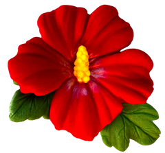 Decoratiune comestibila, Floare de hibiscus
