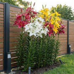 Colecția de bulbi de crini gigantici (15 bulbi de flori), 5 soiuri parfumate, 5 din fiecare culoare, amestec peren rezistent din Olanda pentru grădină (bulbi mari, fără semințe)