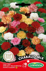 Gartennelken EC1523 mehrfarbig