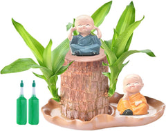 Brasilianische Holzpflanze Mit Blumentopf, Brasilianisches Glücksholz, Hydroponische Topfpflanze, Hydroponische Glücksholzpflanze, Reinigt Die Raumluft, Büro-Schreibtischpflanze Für Den Innenbereich