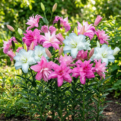 Bulbi de crini pereni rezistenți - Mix de lotus oriental - 10 bulbi - Bulbi de flori exclusivi din Olanda - Pentru grădină și ghiveci (Bulbi mari, fără semințe, nu artificiali)