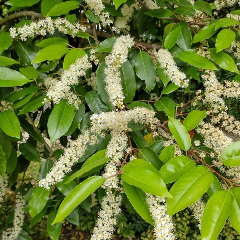 Kirschlorbeer, Prunus Laurocerasus, Stauden Winterhart Mehrjährig Kirschlorbeer Winterhart, Für Sonnige Plätze Pflanzensamen Gartenpflanzen 30Samen