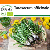 SAFLAX - BIO - Păpădie - 400 semințe - Taraxacum officinale
